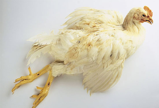 雞病診斷一定重注病理變化