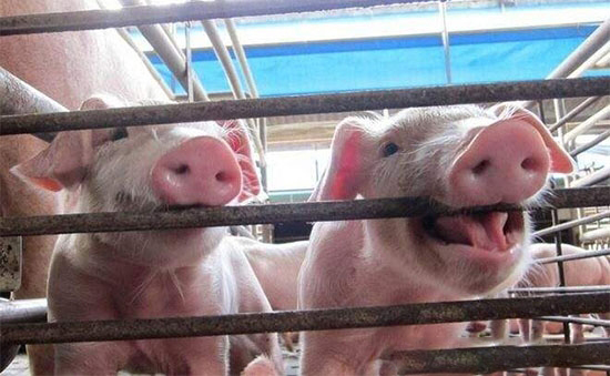 生料喂豬有方法