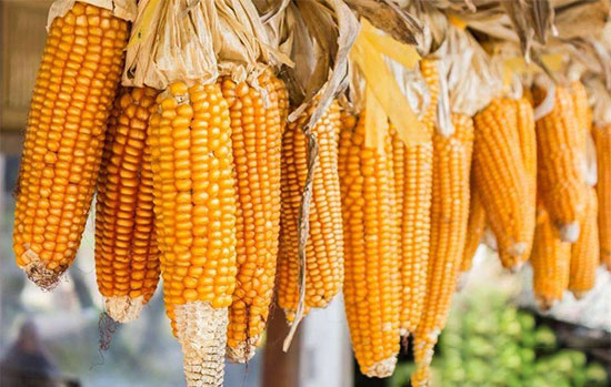 玉米價格還要跌?