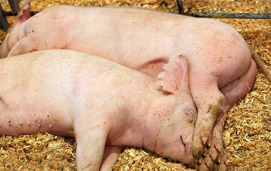 唱好“四部曲”提高後備母豬利用率