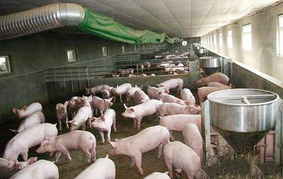 2018年養豬“四大趨勢三大風險”