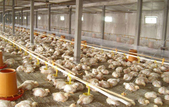 肉雞舍使用哪種通風方式效果好