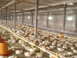 肉雞舍使用哪種通風方式效果好