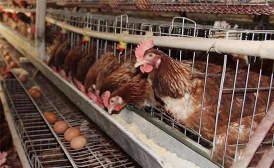 蛋雞采食習性的變化