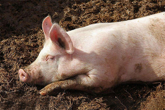 豬不安生總是“翻圈”怎麼辦