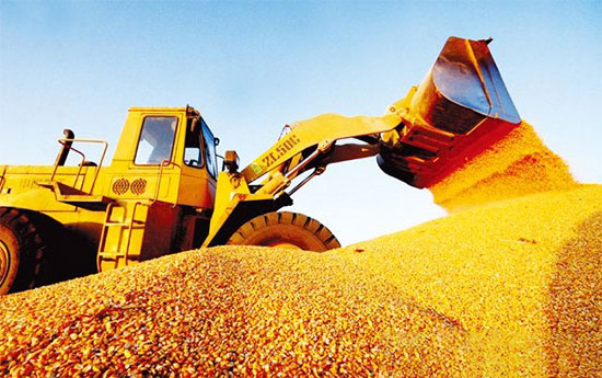 警惕！玉米或出現大跌！