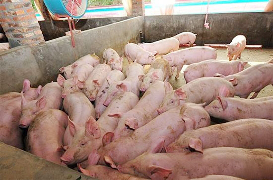 農戶養豬五個的“禁忌”！
