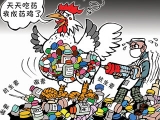 濫用抗生素養雞的人該收手了