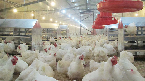 提高肉種雞均勻度的對策