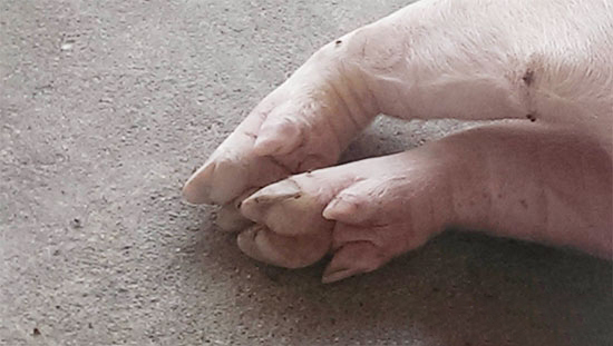 豬裂蹄病怎樣防治?