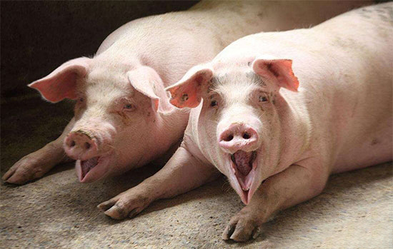 深冬季節母豬便秘防治方法