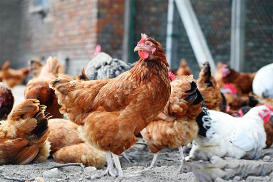 養雞三大注意事項
