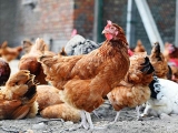養雞三大注意事項