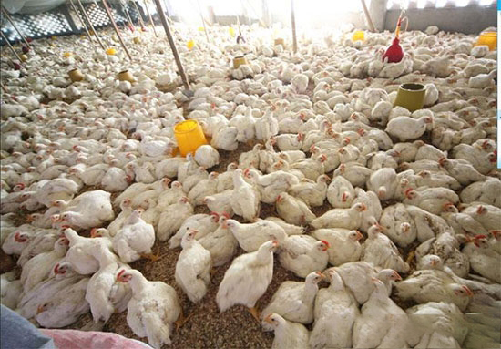 推進農業結構性改革發展白羽肉雞産業