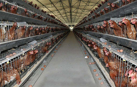 冬季蛋雞管理必須重視的一些問題