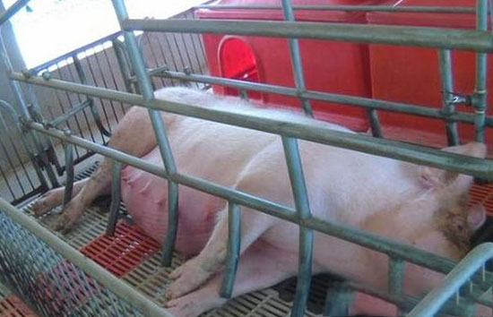 羊水破了不見産豬的幾種情況