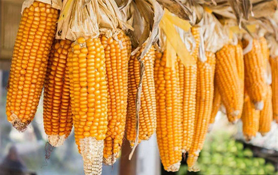 玉米跌價的真正原因是什麼?