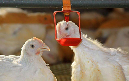 雞飲水免疫十注意
