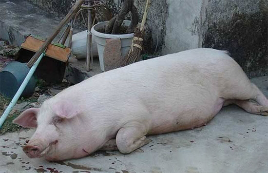 豬場出現“豬脹氣”如何急救?