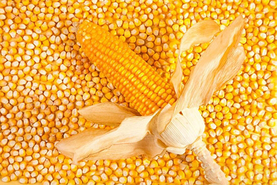 國家收購玉米1000億斤？央企購糧主力将入市