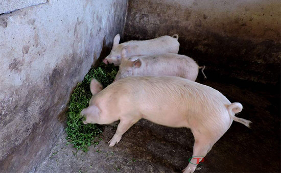 農村喂豬的小技巧