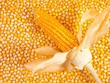 國家收購玉米1000億斤?央企購糧主力将入市