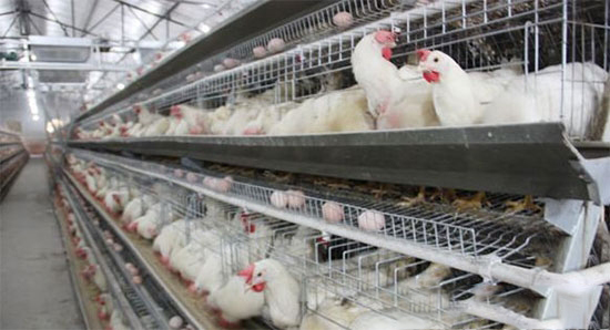 根據雞産蛋規律調整飼養方法