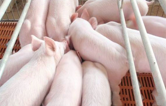 六大現象說明你的豬可能受涼了