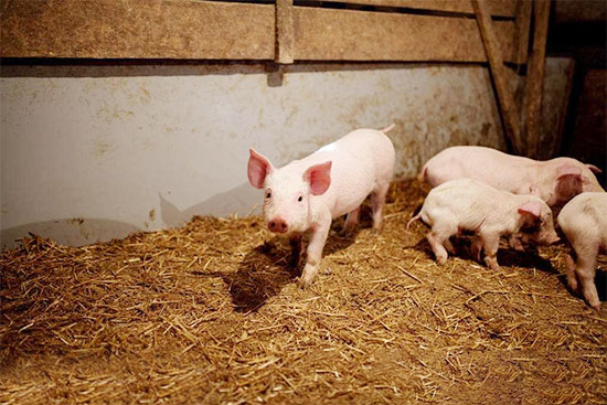 生豬存欄下降價格持續上漲 豆粕期貨有望走出谷底