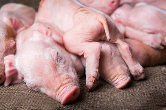 豬球蟲病和仔豬黃痢的區别