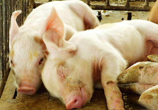 如何做好仔豬的早期保健