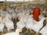 冬季雞呼吸道疾病多發 養雞戶如何預防