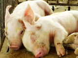 如何做好仔豬的早期保健