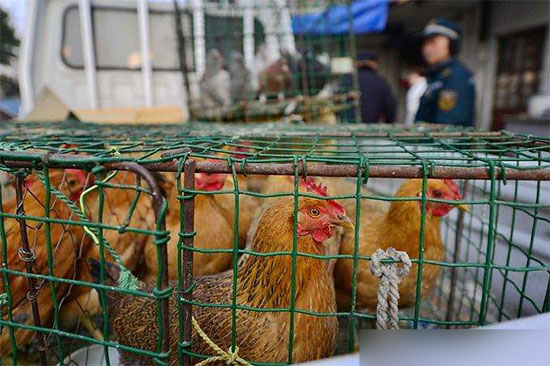 各地針對活禽陸續出台政策