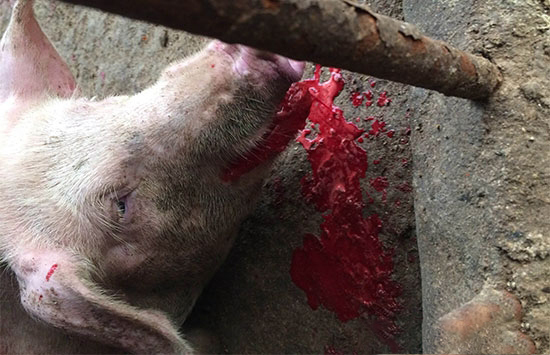 豬出血？