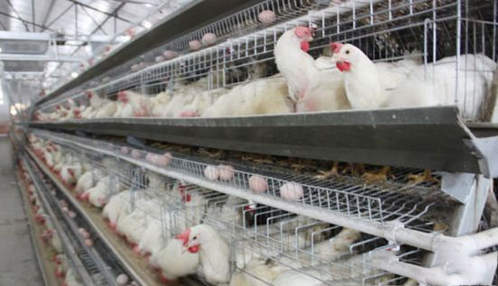 蛋雞腹瀉的營養調控