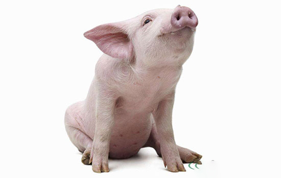 豬流行性腹瀉的防治