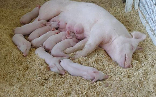 自繁自養的豬場如何做好防疫？