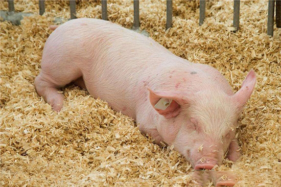 冬季養豬戶應注意哪些事情？