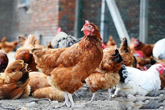 雞大腸杆菌病的診斷與治療