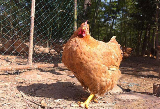 如何給肉雞降脂 有什麼技巧可用