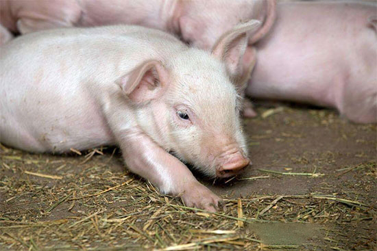 豬水腫病病因到底是啥？怎麼治？