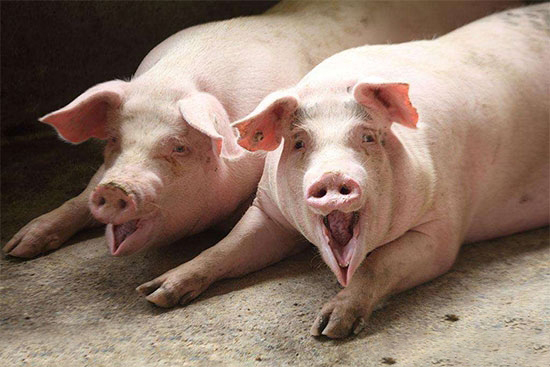 冬季豬傳染性胸膜肺炎防控