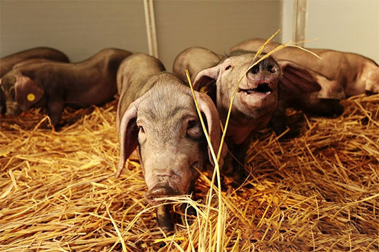 從豬尿中也能辨識一些豬病