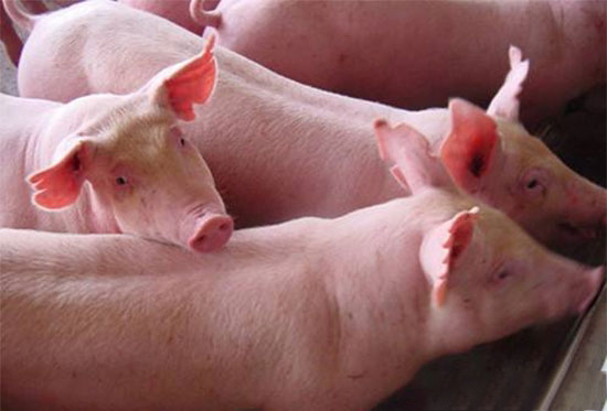 規律運行态勢來看未來 豬價大起大落的可能性依然存在