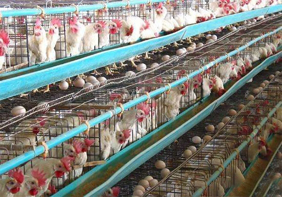 蛋雞腹瀉的營養調控