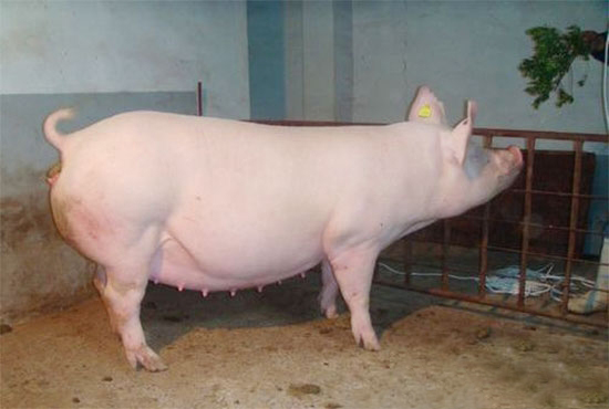 加強空懷母豬的飼養管理