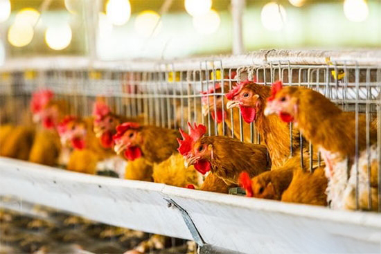 冬季雞舍如何節能增溫