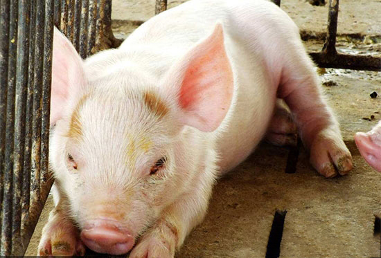 仔豬腹瀉也許并不是病原體引起的