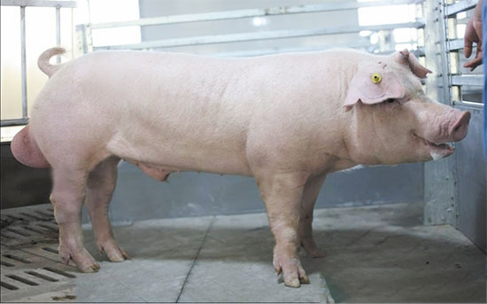 公豬不育可以如何治療